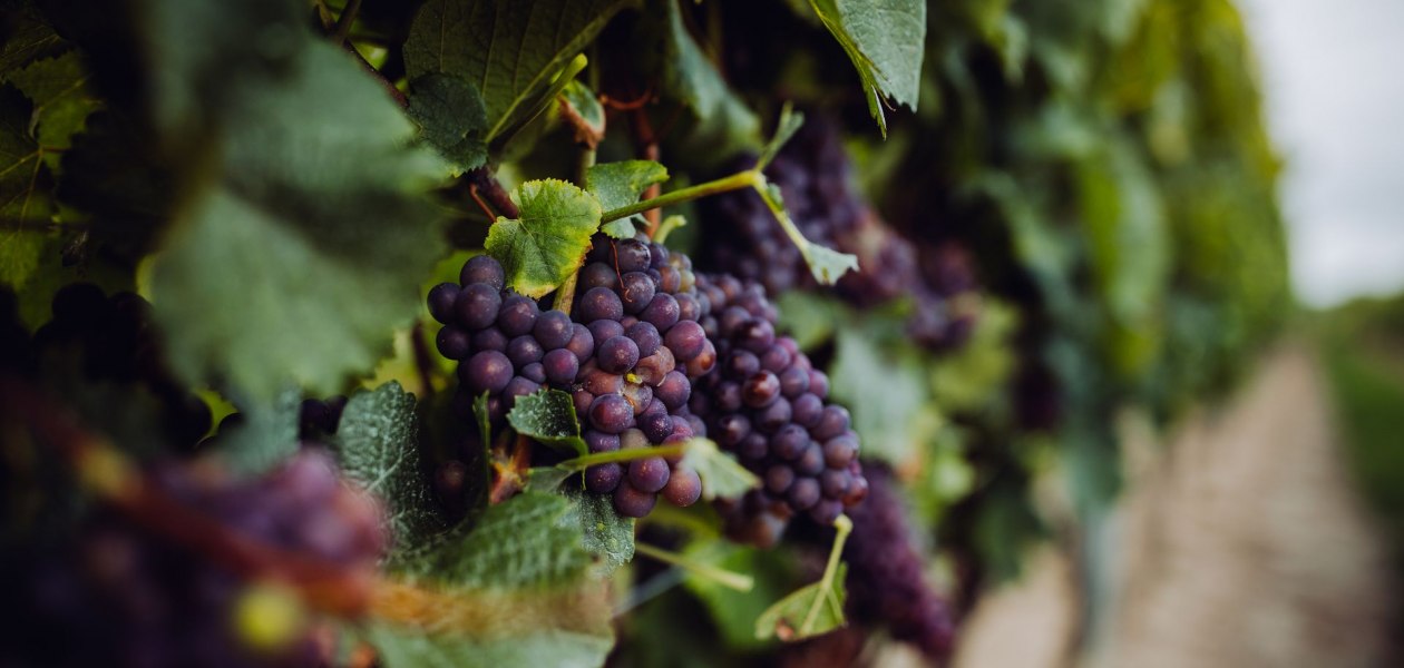 Weingut Klaus und Stefan Hahn_Rote Trauben, © Simone Bonnet