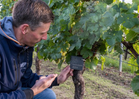 Rebstock-Paten © Weingut Jürgen Bernhard