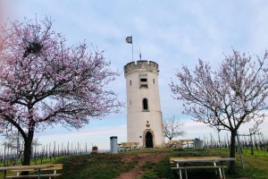 Wartturm Nierstein, © TSC Rhein-Selz