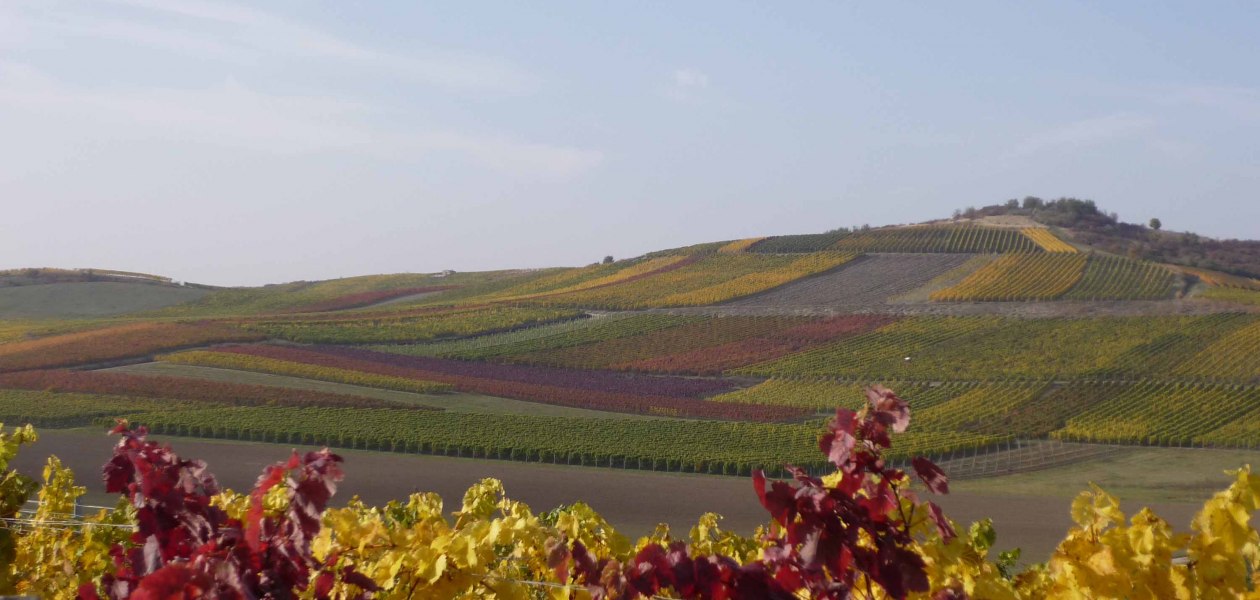 Weingut Büsser-Paukner_Weinreben, © Weingut Büsser-Paukner