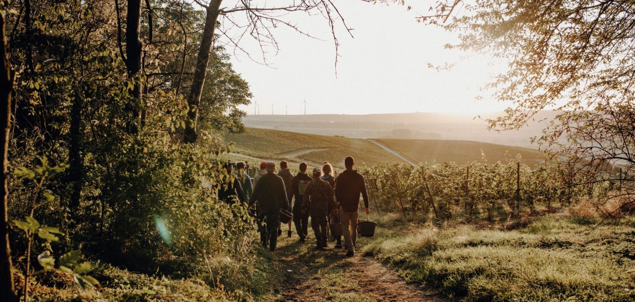 Weingut Braunewell_Weinlese, © Ines Barwig