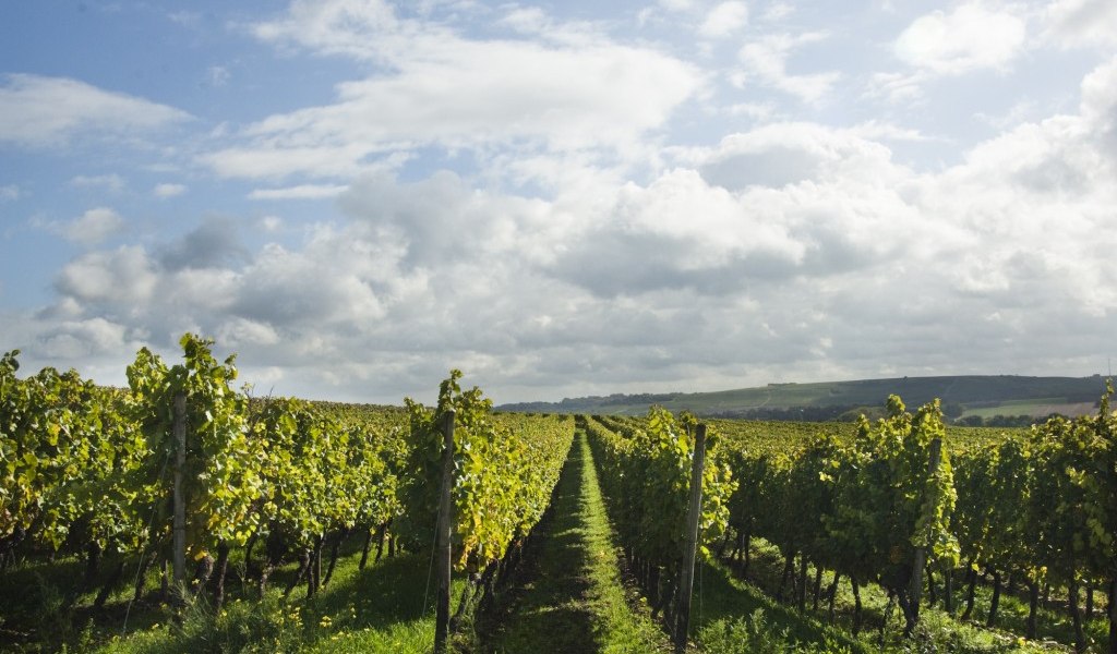 Weingut Schuck Sonnenhof_Weinreben, © Weingut Schuck Sonnenhof