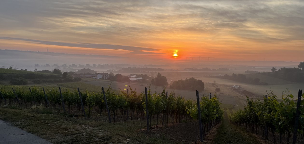 Bio Weingut Hellmich_Weinberge, © Bio Weingut Hellmich