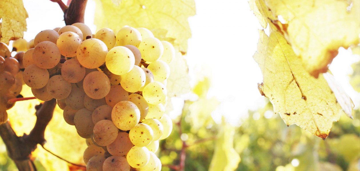 weingut-gaenz-traube, © Weingut Gänz