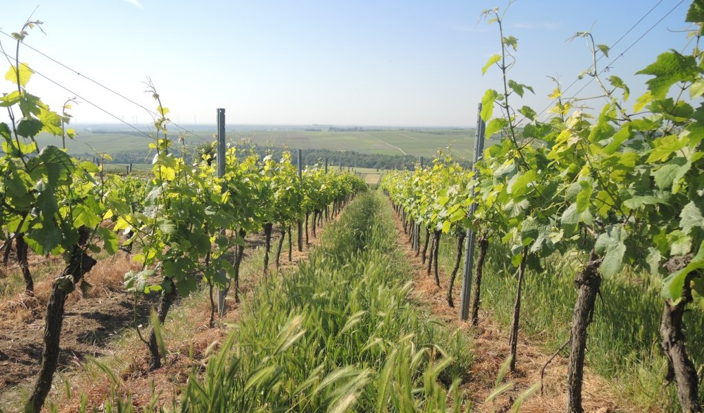 Weingut Mankel_Weinreben, © Weingut Mankel