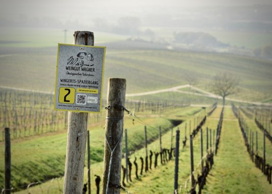 Weingut Wagner_Weinberg © Weingut Wagner