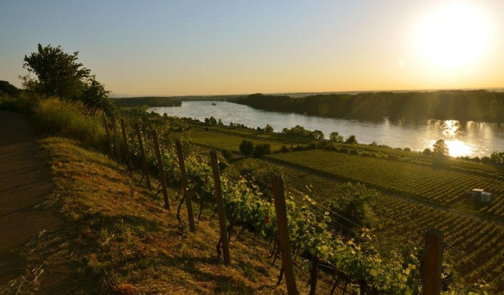 Weingut Eimermann - Domtalhof_Roter Hang, © Weingut Eimermann - Domtalhof