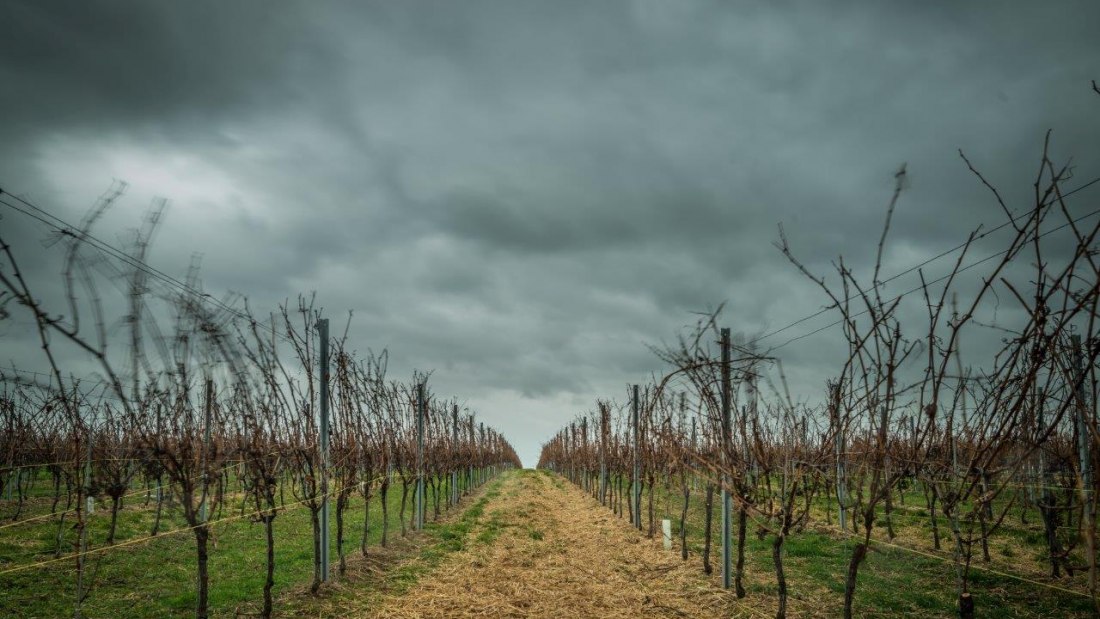 Weingut Georg Mahn_Weinrebe, © Weingut Georg Mahn