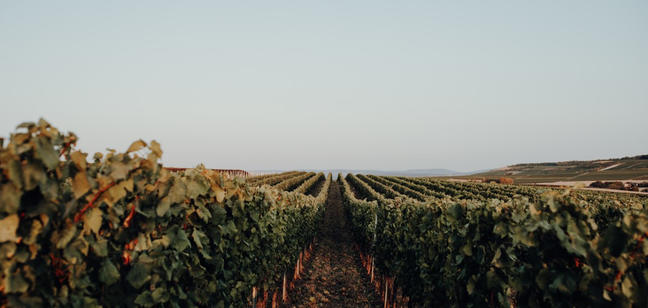 Weingut Bernhard_Weinreben, © Ines Barwig