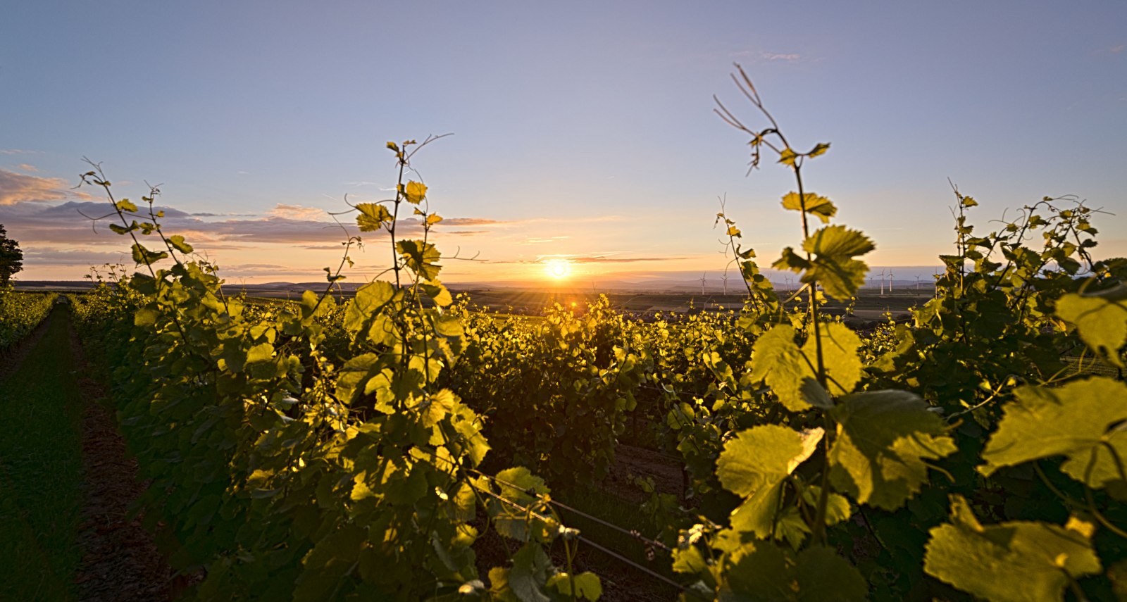 Sonnenuntergang Rheinhessen, © Foto http://achimmeurer.com