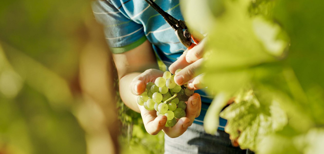 weingut-gaenz-selektion-traube, © Weingut Gänz