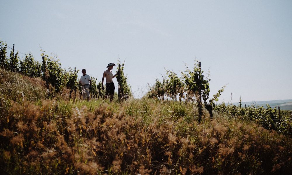 Weingut Braunewell_Weinberg, © Ines Barwig