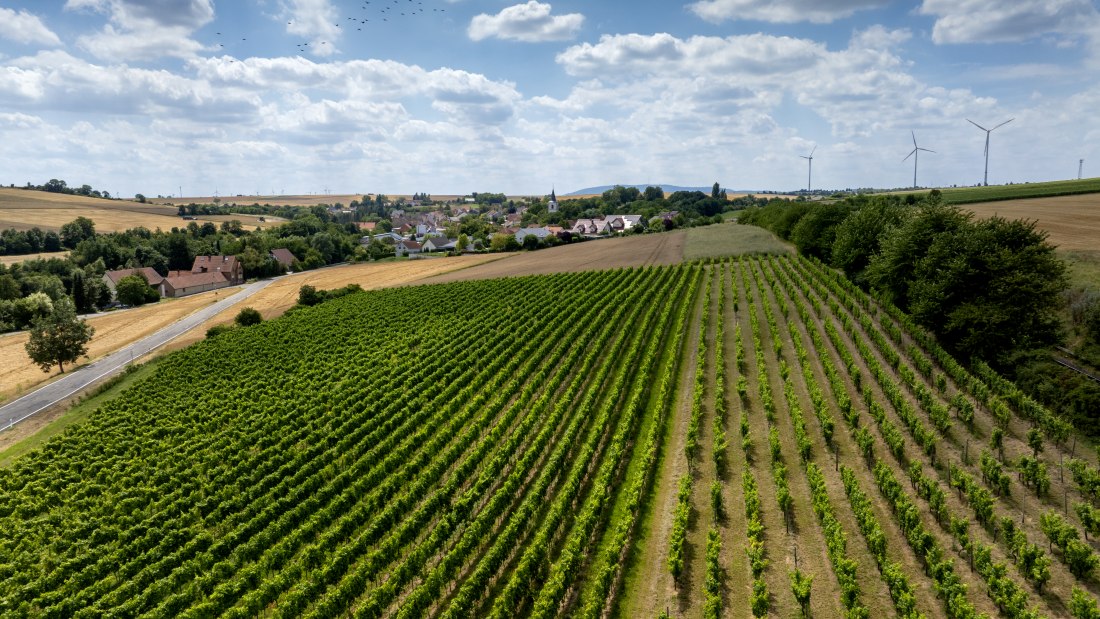 Freimersheimer Frankenstein, © Torsten Silz