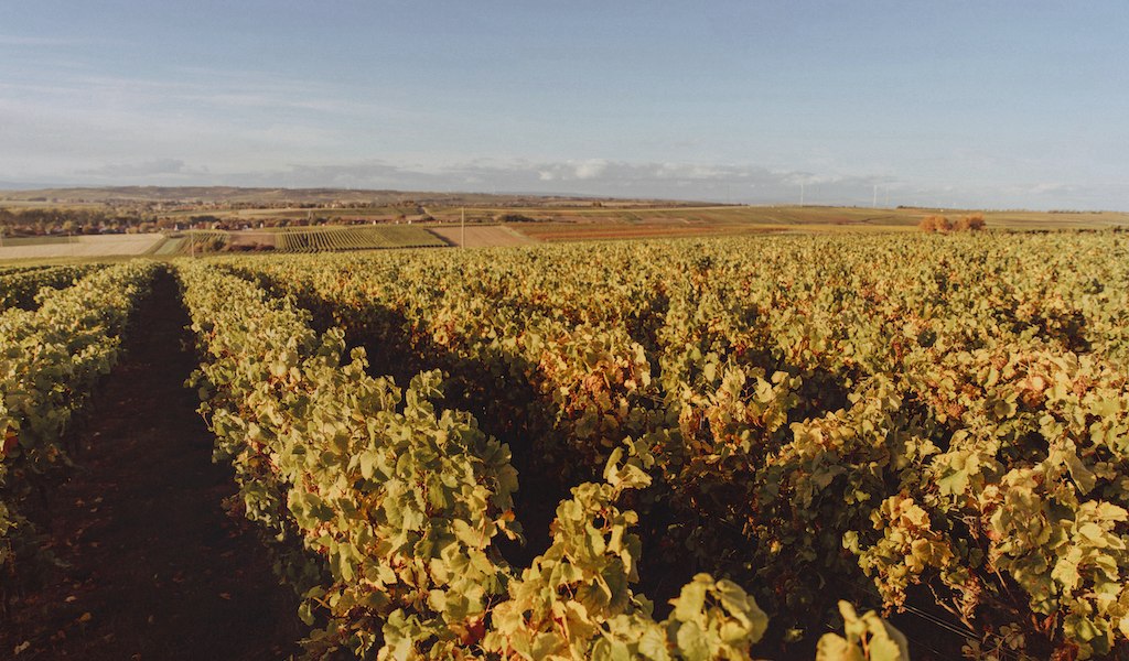 Lorenz-Weinreben, © Weingut Lorenz