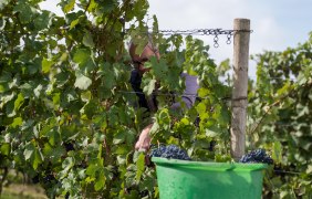 Weinlese © Weingut Jürgen Bernhard