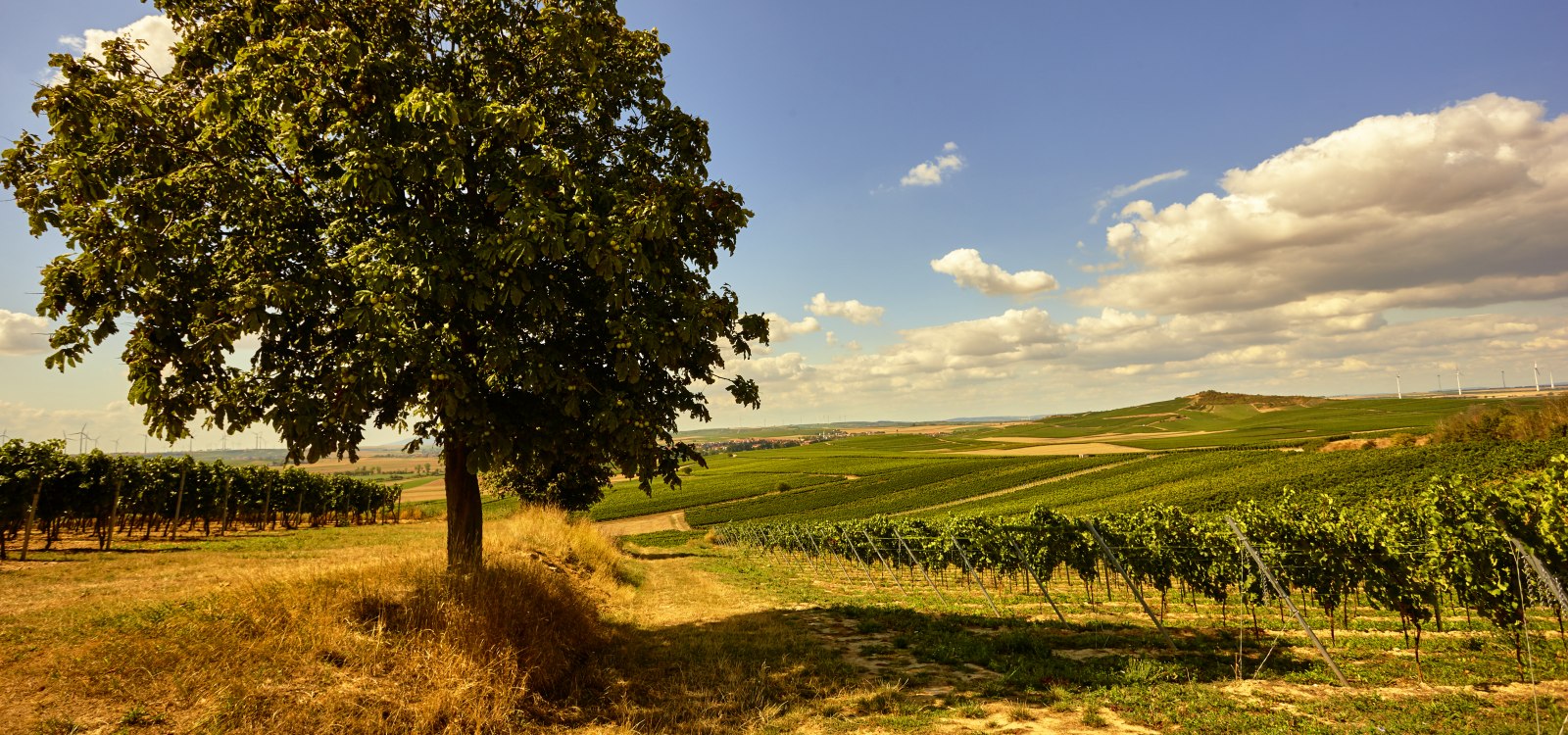 Weingut Johanneshof_Weinberge, © Weingut Johanneshof