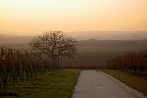 Weinberge in Dorn-Dürkheim, © Stefan Pruin