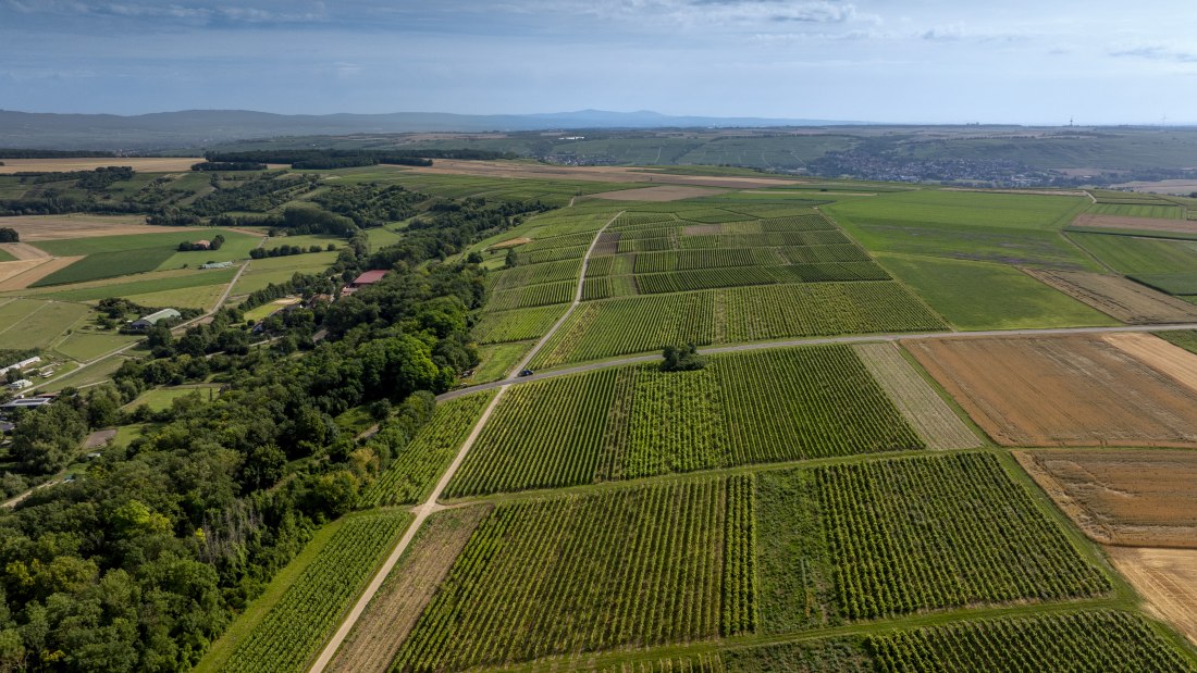 Nieder-Hilbersheimer Steinacker, © Torsten Silz