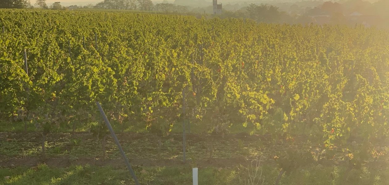 Weingut Steinmühle_Weinberge, © Weingut Steinmühle