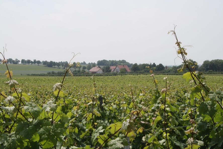 Weingut Bischmann_Weinberg, © Weingut Bischmann