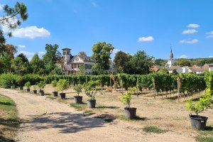 Mathildengarten Nierstein, © Barbara Reif