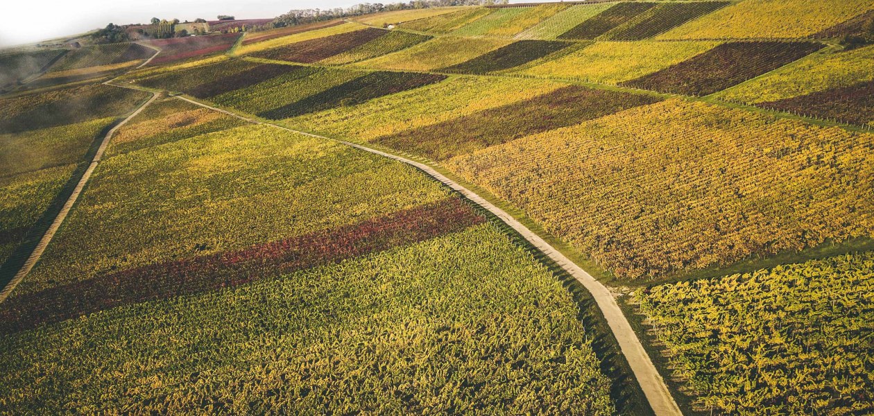 Weingut Schittler & Becker:Weinberge, © Weingut Schittler & Becker