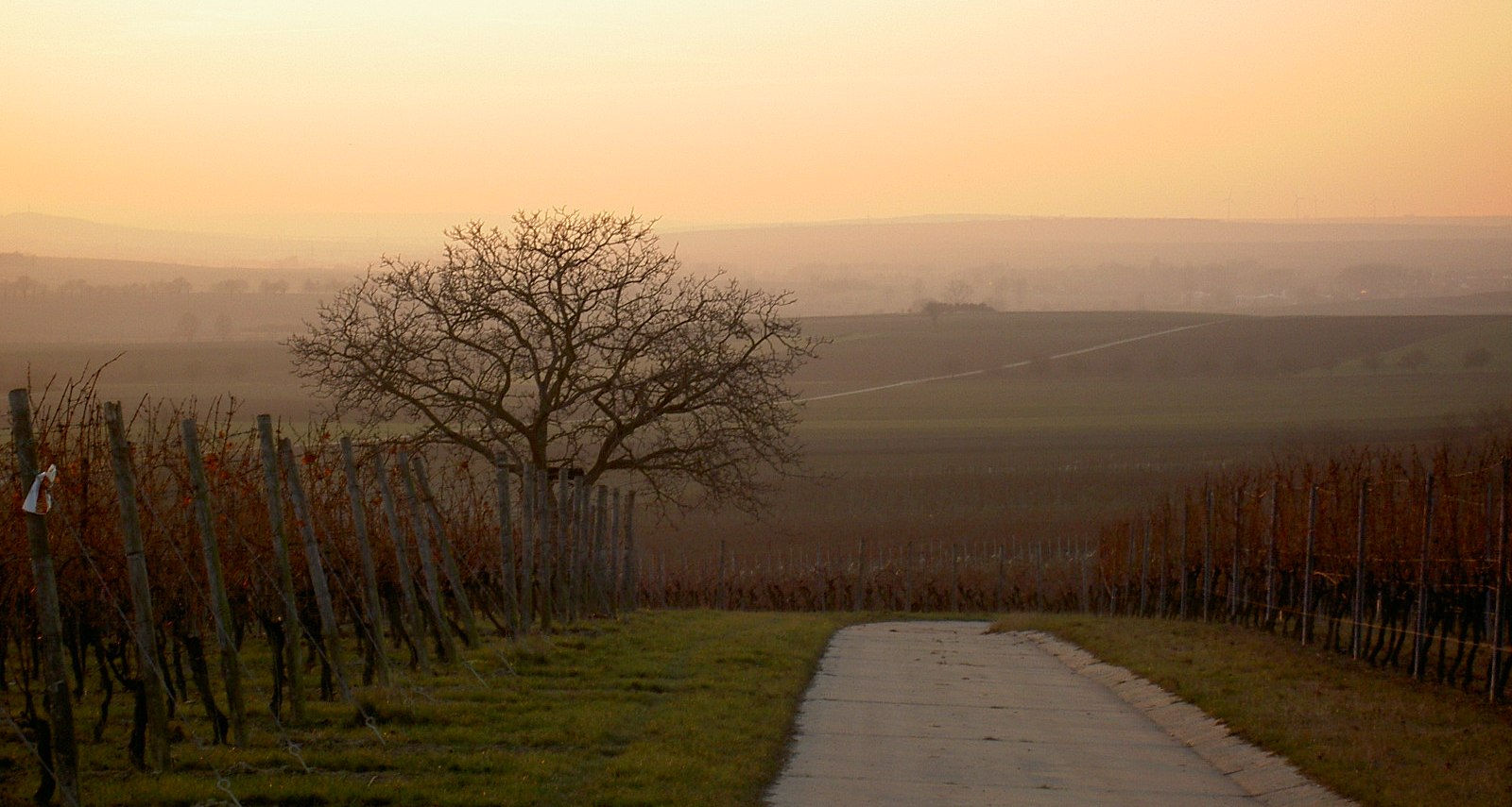 Weinberge in Dorn-Dürkheim, © Stefan Pruin