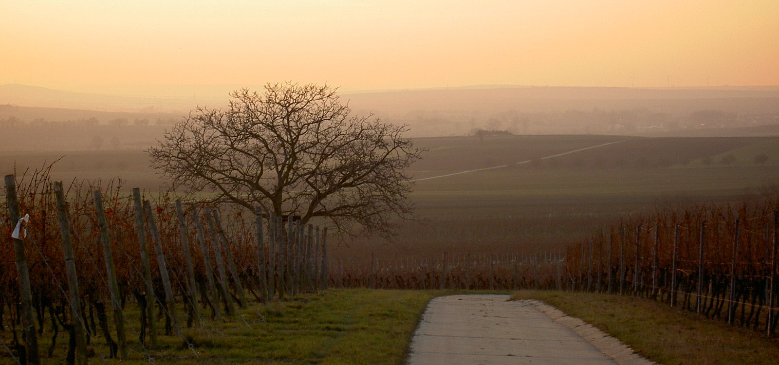 Weinberge in Dorn-Dürkheim, © Stefan Pruin