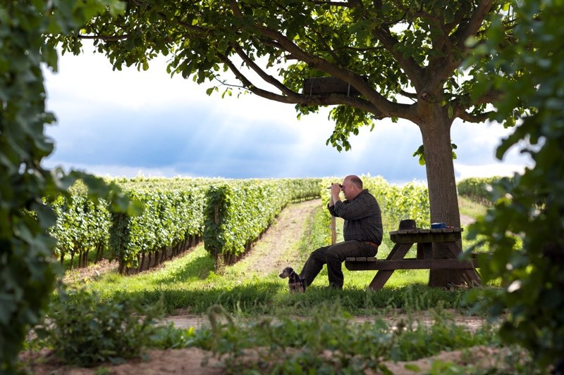 Weingut Fred Emrich_Weinberg, © Weingut Fred Emrich