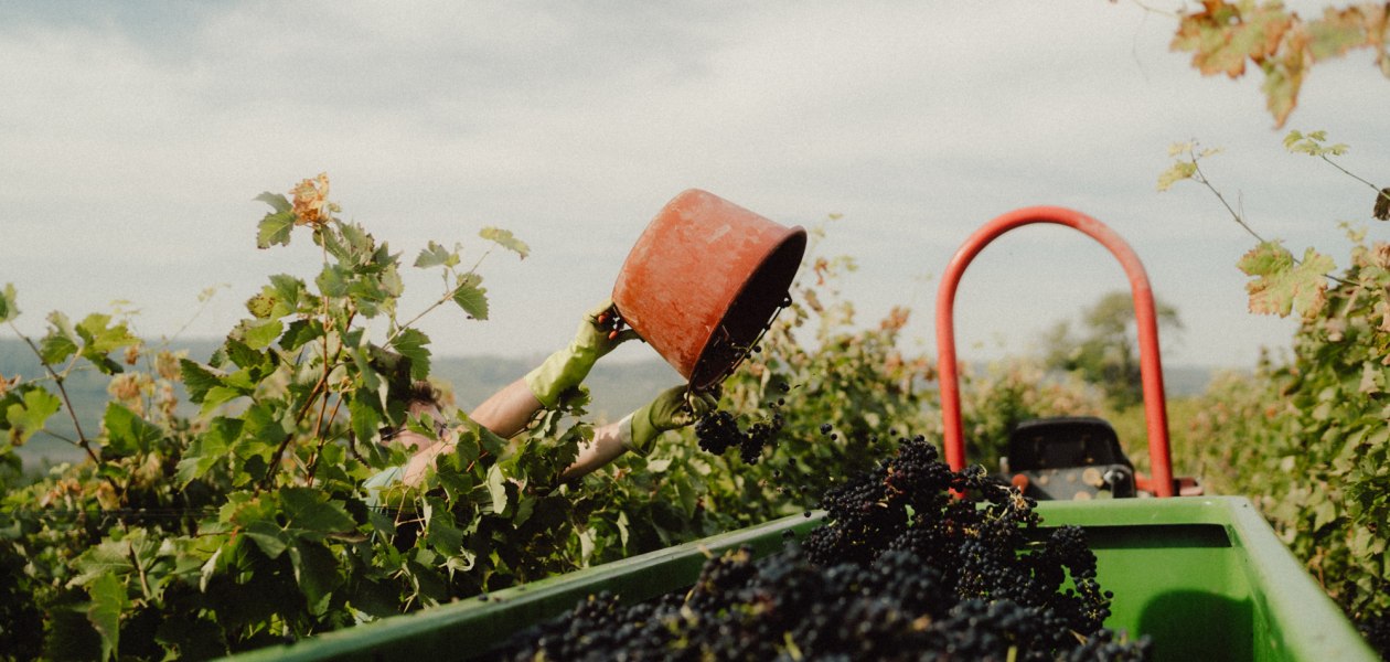 Ökologischer Weinbau Huster_Handlese Weingut Huster, © Ökologischer Weinbau Huster