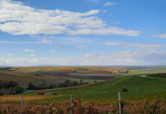 Aussicht bei Dolgesheim, © TSC Rhein-Selz