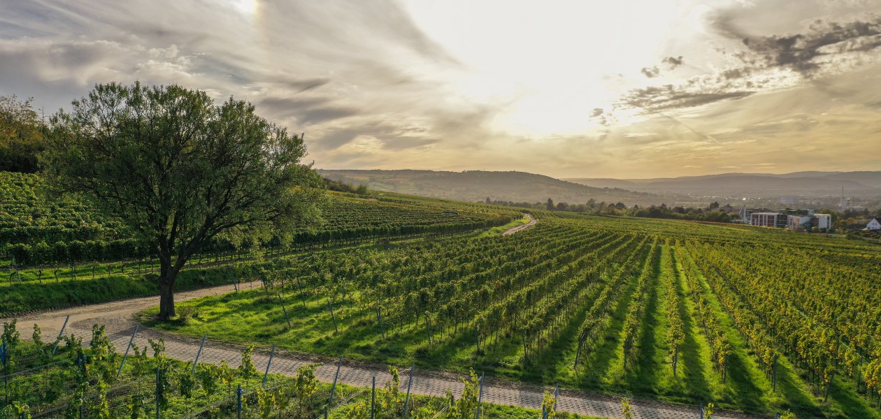 Ökoweingut Arndt F. Werner_Lottenstueck, © Ökoweingut Arndt F. Werner