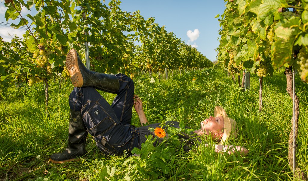 Weingut Schönhals_Gruüeberufe, © Weingut Schönhals