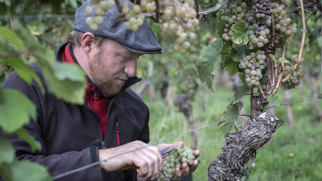 Weingut Wedekind_Winzer in den Reben, © Bernward Bertram