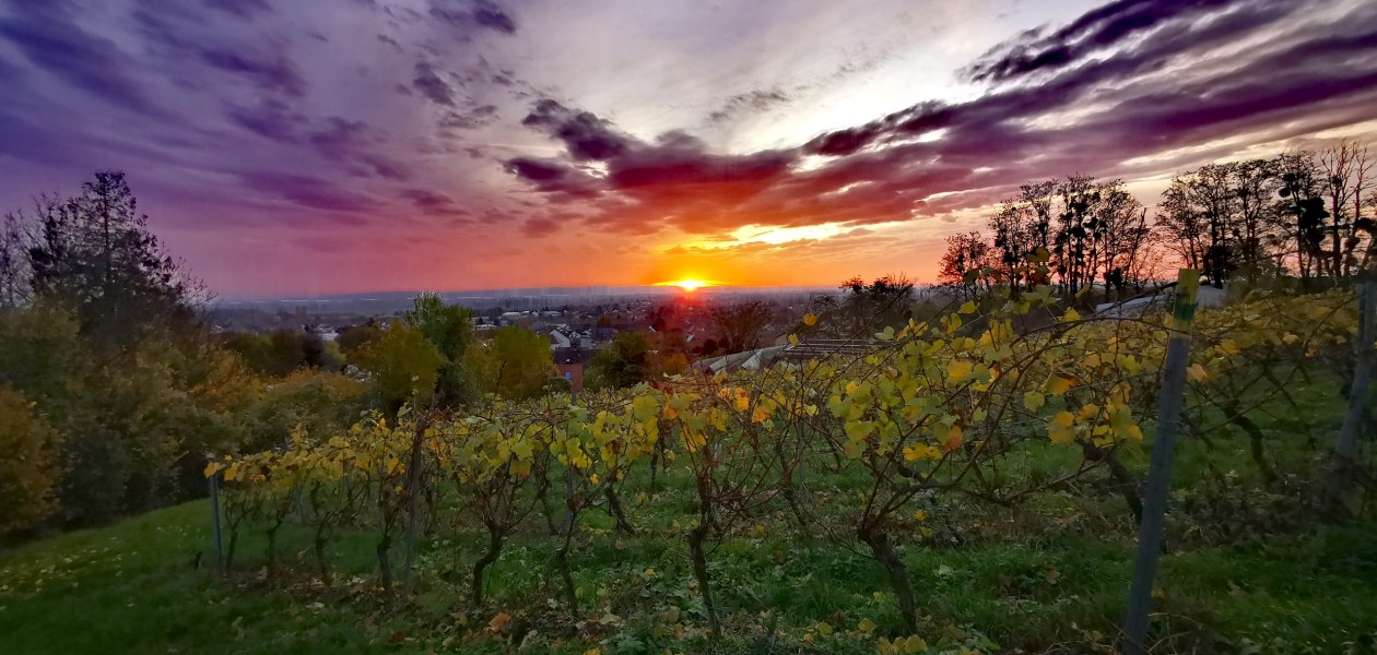 Weingut Rheinterrassenhof_Weinrebe, © Weingut Rheinterrassenhof