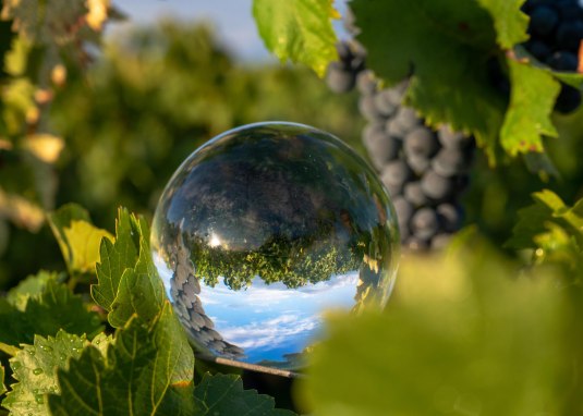 Weinbergswanderung © Weingut Jürgen Bernhard