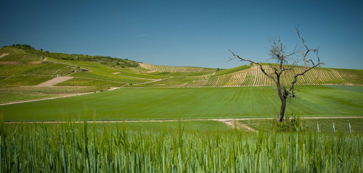 Weingut Becker-Landgraf_Weinreben, © Weingut Becker-Landgraf