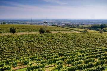 Guntersblumer Steig-Terrassen