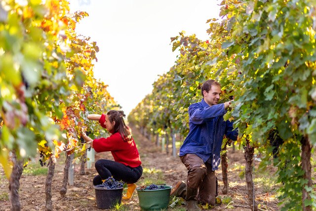 Weingut Eckert_Lese, © Weingut Eckert