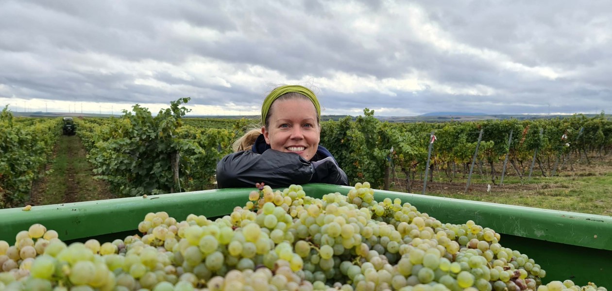 Weingut Schönhals_Riesling, © Weingut Schönhals