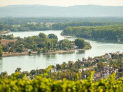 Rheinterrassenweg Aussichten Nierstein © Dominik Ketz