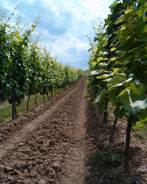 Weingut Thomas-Rüb_Reben, © Weingut Thomas-Rüb