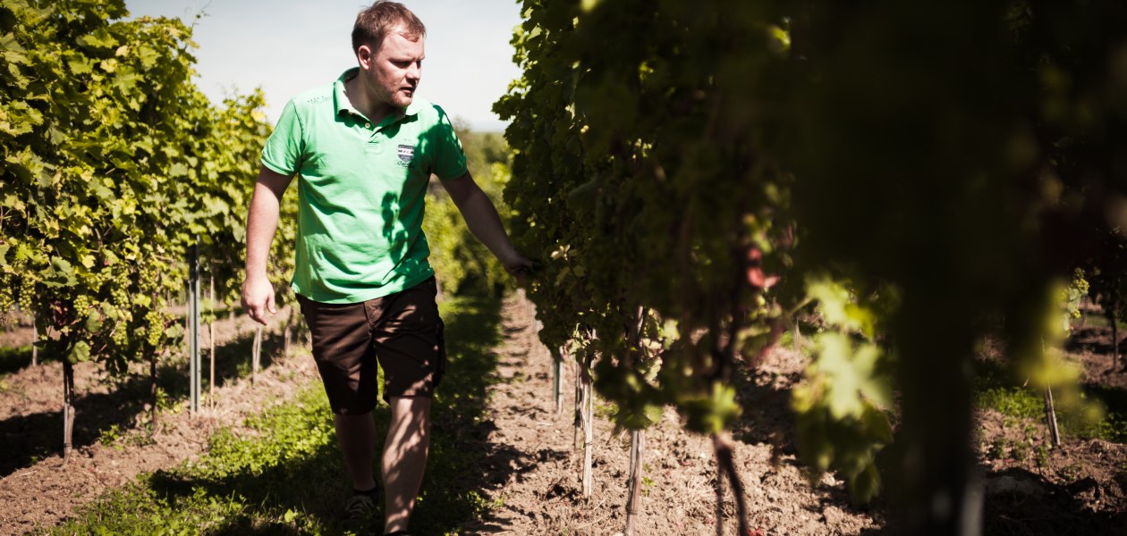 Weingut Dackermann_Winzer in den Reben, © Weingut Dackermann