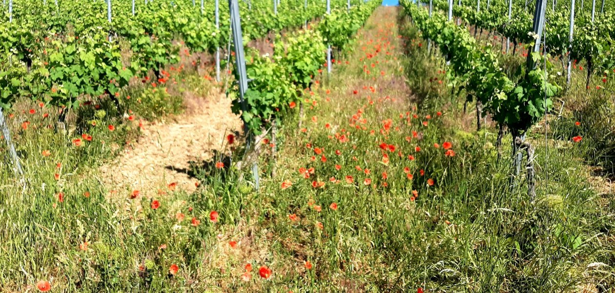 Weingut Keßler_Weinberg, © Weingut Keßler