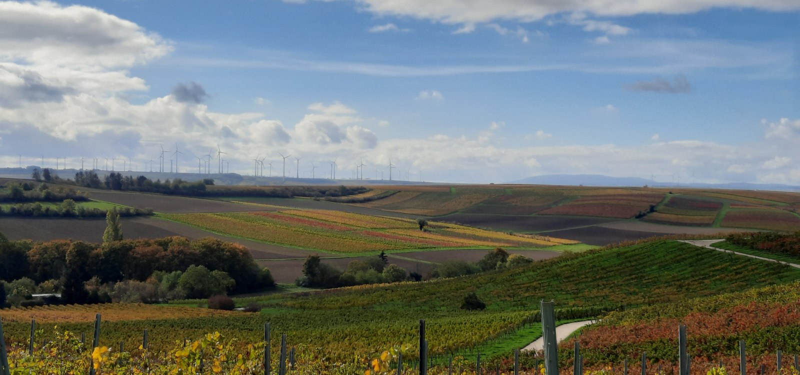 Aussicht bei Dolgesheim, © TSC Rhein-Selz