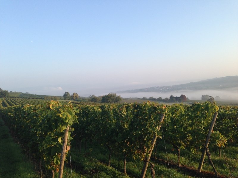 Weingut Schloß Westerhaus_Weinberg, © Weingut Schloß Westerhaus