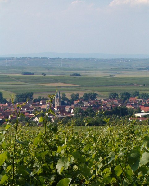 Weingut Thomas-Rüb_Reben-Kirche, © Weingut Thomas-Rüb